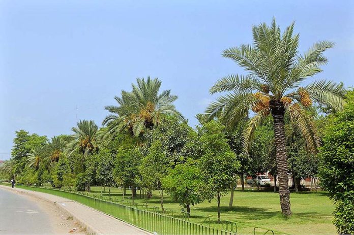 A view of the date palm trees planted in the Shamsabad Park bearing bunches of fresh dates