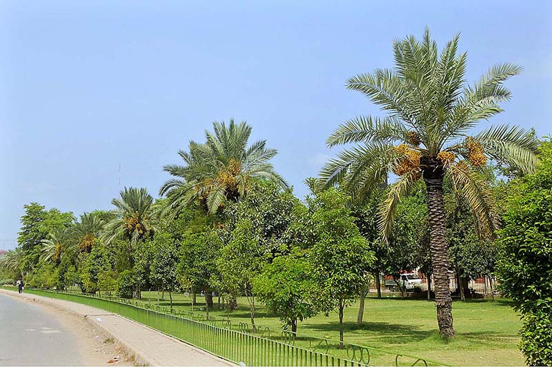 A view of the date palm trees planted in the Shamsabad Park bearing bunches of fresh dates