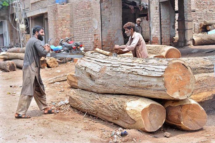 Labourer are cutting huge wood into pieces at the Timber Market.