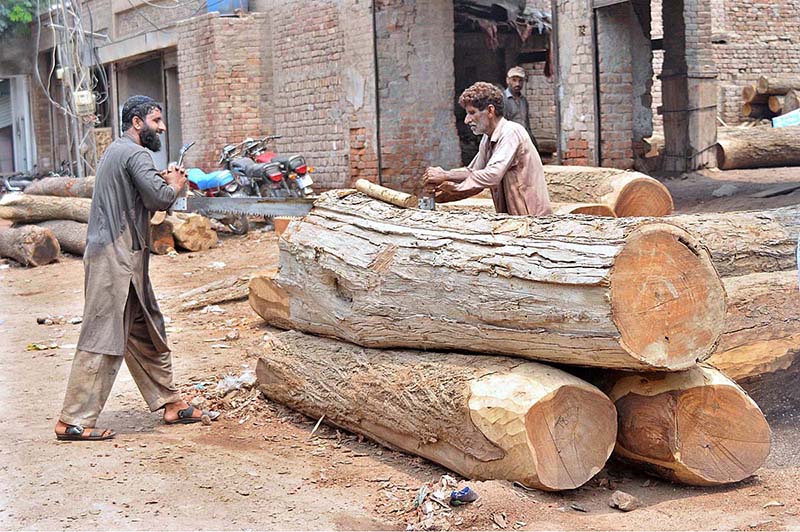 Labourer are cutting huge wood into pieces at the Timber Market.