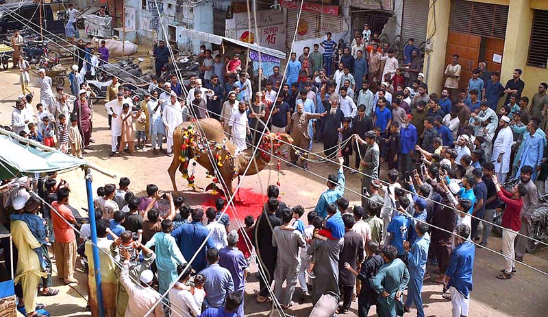 A bull being slaughtered on the third day of Eid-ul- Azha in Korangi area