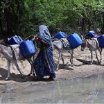 A woman on the way with her donkeys loaded with pots for filling water at Tando Hyder due to shortage of drinking water in the area