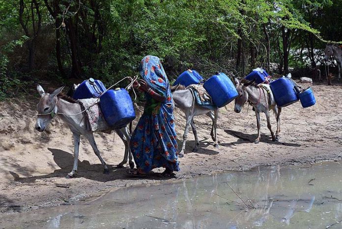 A woman on the way with her donkeys loaded with pots for filling water at Tando Hyder due to shortage of drinking water in the area A woman on the way with her donkeys loaded with pots for filling water at Tando Hyder due to shortage of drinking water in the area