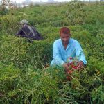 Farmers busy in plucking of vegetables on their field at river Chenab bank