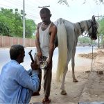A blacksmith busy in fixing iron shoes to a horse hooves at his workplace