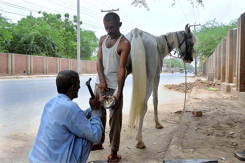 A blacksmith busy in fixing iron shoes to a horse hooves at his workplace