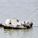 A view of tortoises sitting on dry patch in water pond near Dodai Village