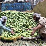 Labourers busy in unloading mangoes from a delivery truck at Fruit Market