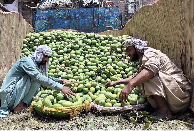 Labourers busy in unloading mangoes from a delivery truck at Fruit Market