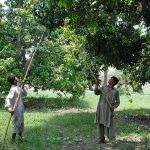 Labourers busy in cutting mangoes from a farm to deliver in a local market