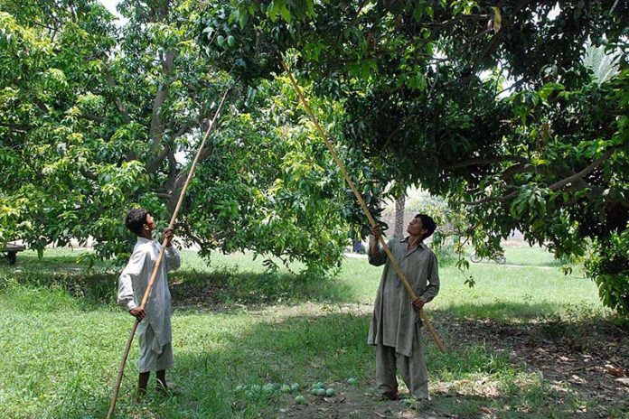Labourers busy in cutting mangoes from a farm to deliver in a local market