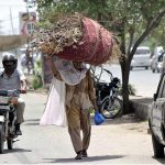 An elderly lady on the way carrying a huge bundle of dry branches of a tree for fuel purposes towards her destination