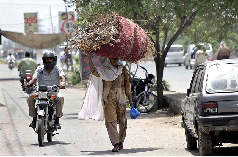 An elderly lady on the way carrying a huge bundle of dry branches of a tree for fuel purposes towards her destination