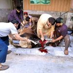 Butchers sacrificing a cow in a house on the 3rd day of Eid ul Azha