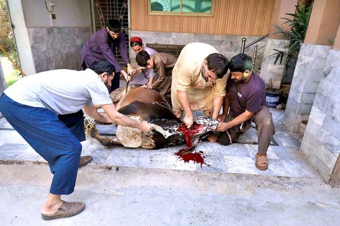 Butchers sacrificing a cow in a house on the 3rd day of Eid ul Azha