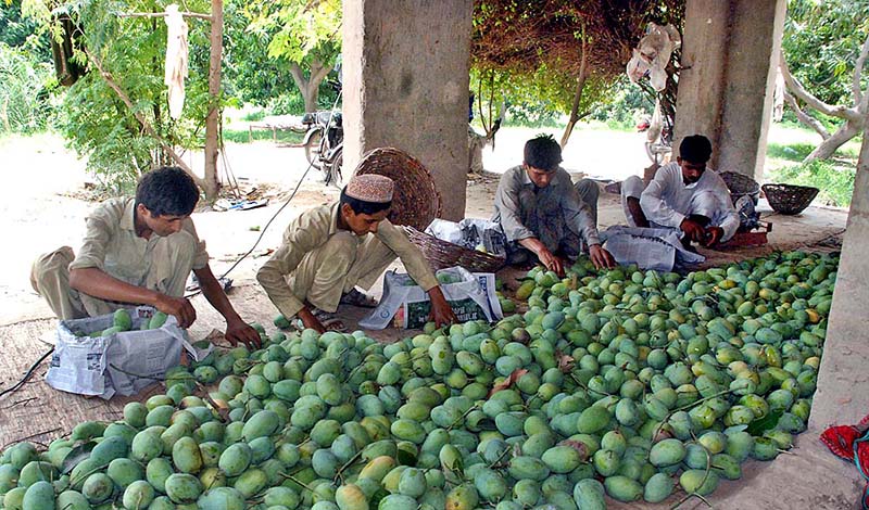 Labourers busy in cutting mangoes from a farm to deliver in a local market
