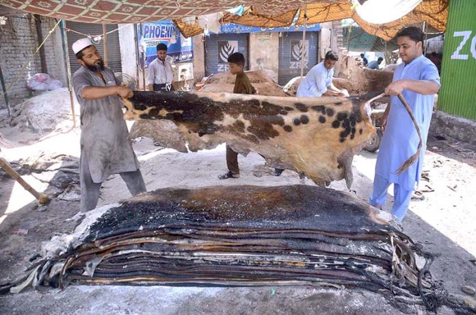 People preserving animal hides after collecting on the 3rd day of Eid Ul Azha at his workplace on Ring road