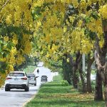 Seasonal flowers flouring and blooming on tree at G/8 Sector in Federal Capital