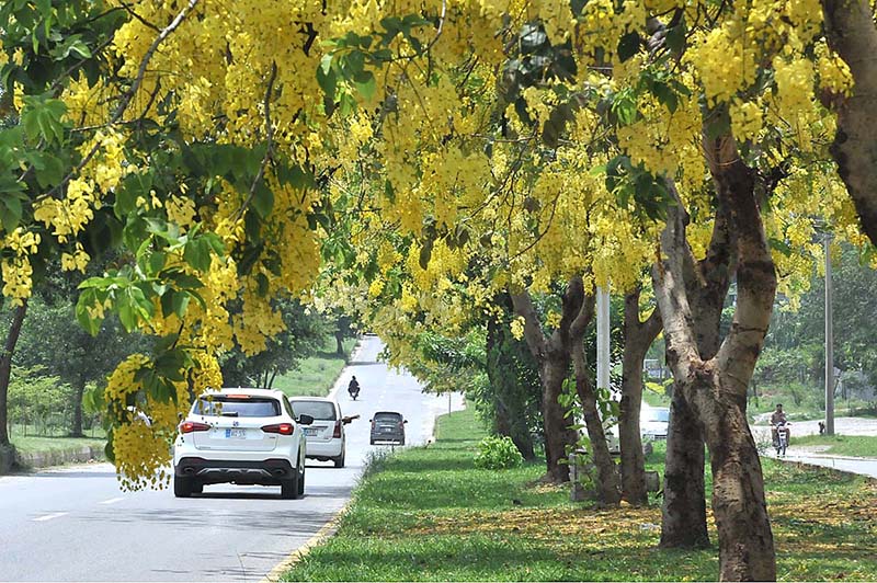 Seasonal flowers flouring and blooming on tree at G/8 Sector in Federal Capital