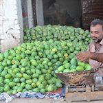 A trader selling seasonal fruit mango at Fruit Market