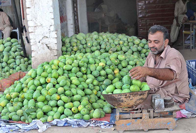 A trader selling seasonal fruit mango at Fruit Market