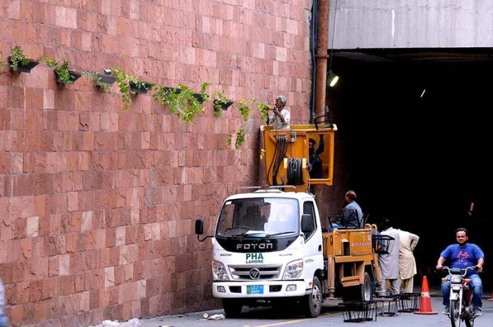 PHA staff placing bouquets of yellow flowers on the beauty wall of Kalma Chowk underpass. PHA staff placing bouquets of yellow flowers on the beauty wall of Kalma Chowk underpass.