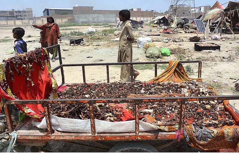 A gypsy family hanging sacrificial animal meat for drying in Ring Road Gypsy Camp