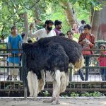 Families are observing the ostriches at Lahore Zoo