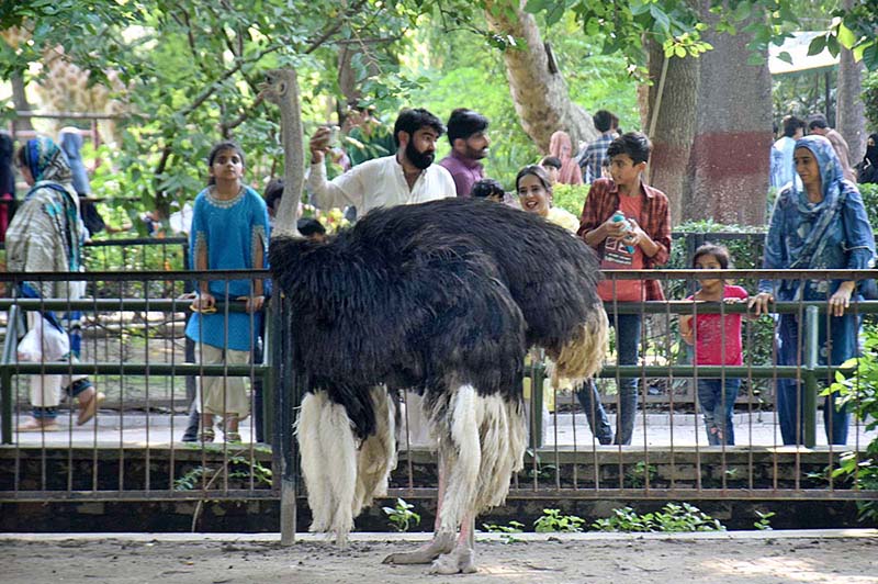 Families are observing the ostriches at Lahore Zoo