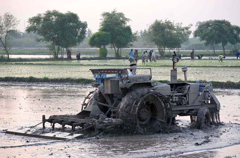 A farmer ploughing field to be ready for seedling rice crop with the help of tractor at the outskirts of the city