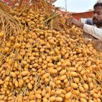 A vendor arranging fresh dates to attract the customers at Miro Khan Road