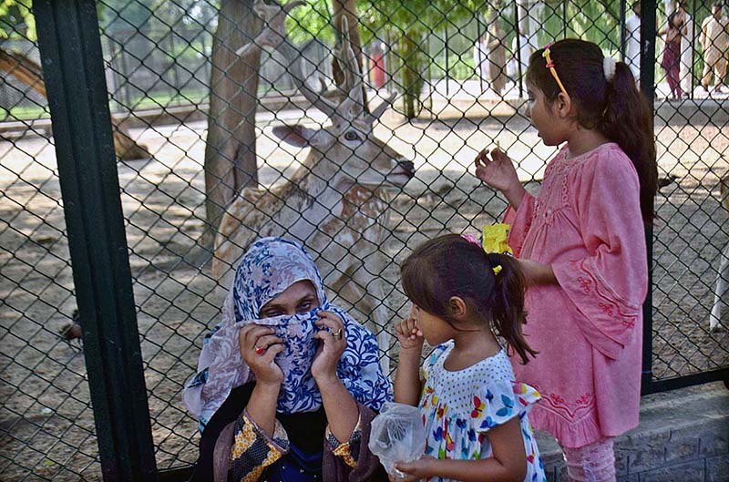 Families are observing the ostriches at Lahore Zoo
