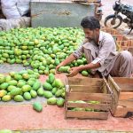 A worker is packing mangoes in wooden boxes at Fruits Market
