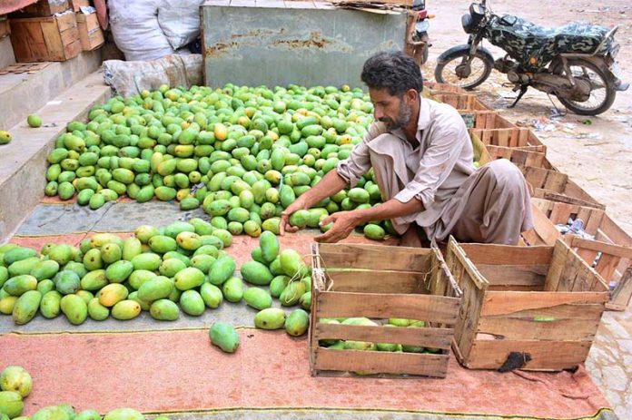 A worker is packing mangoes in wooden boxes at Fruits Market