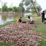 Labourer with his children busy in washing potato at the bank of canal before delivery to market
