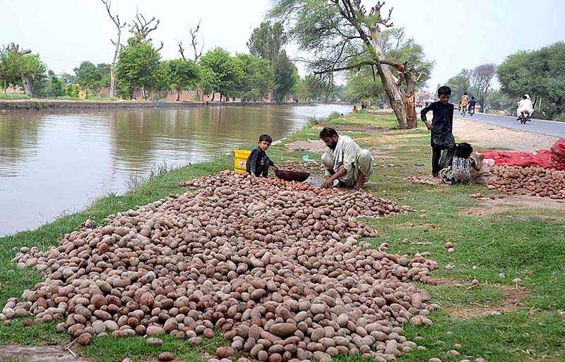 Labourer with his children busy in washing potato at the bank of canal before delivery to market
