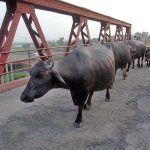 A heard of buffalos waling on old railway bridge at River Chenab after grazing in the field