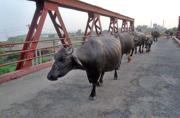 A heard of buffalos waling on old railway bridge at River Chenab after grazing in the field A heard of buffalos waling on old railway bridge at River Chenab after grazing in the field