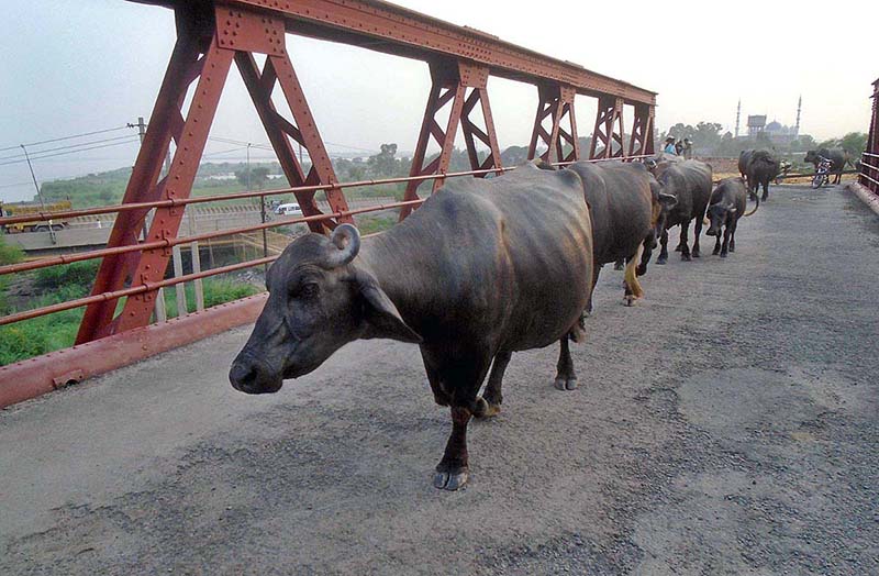 A heard of buffalos waling on old railway bridge at River Chenab after grazing in the field