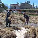 Farmers busy in collecting wheat for thrashing and making bundles