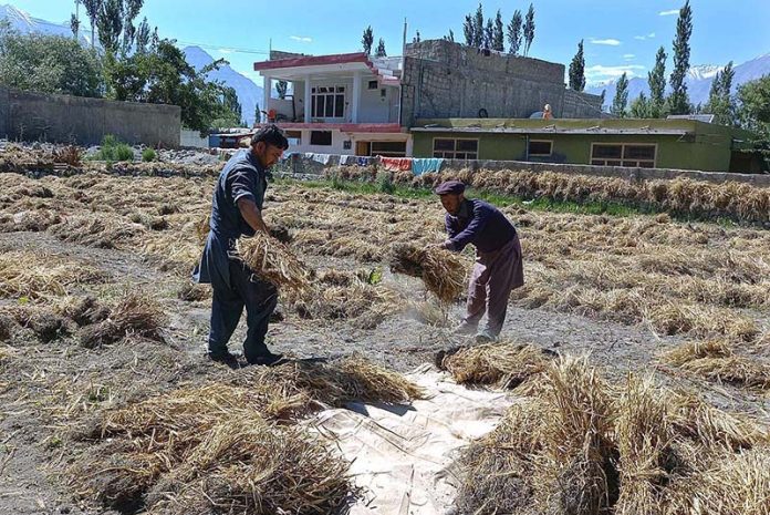 Farmers busy in collecting wheat for thrashing and making bundles Farmers busy in collecting wheat for thrashing and making bundles