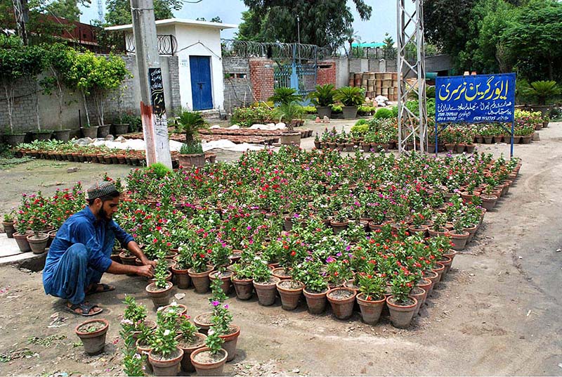 Gardener decorating pots of different colored flowers for selling purpose at his roadside setup