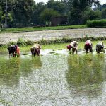 The farmer family is cultivating the rice crop in the fields in a traditional way