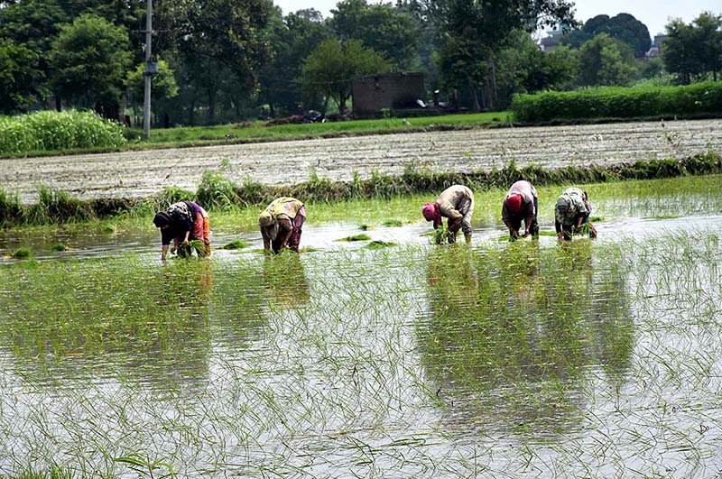 The farmer family is cultivating the rice crop in the fields in a traditional way