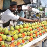 A vendor is busy in arranging and selling the seasonal fruit pears on his roadside setup in the city