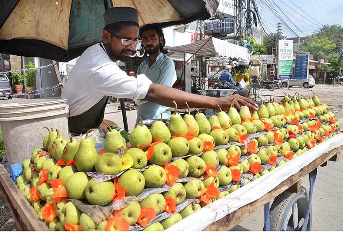 A vendor is busy in arranging and selling the seasonal fruit pears on his roadside setup in the city