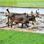 A farmer ploughing and leveling field in a traditional way before the next crop by the help of bulls at the outskirts of the city