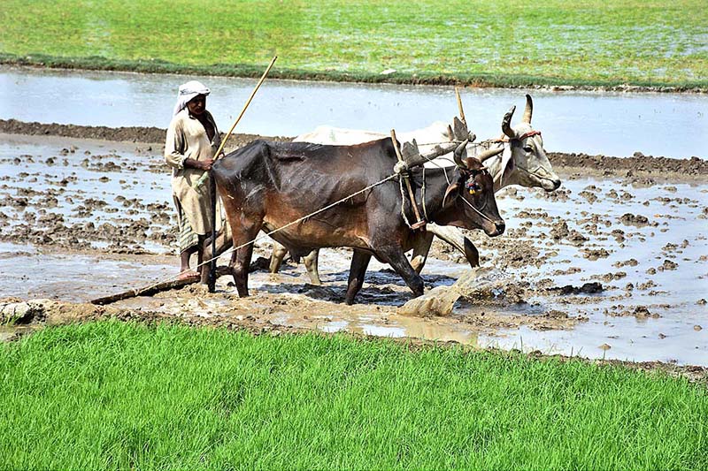 A farmer ploughing and leveling field in a traditional way before the next crop by the help of bulls at the outskirts of the city