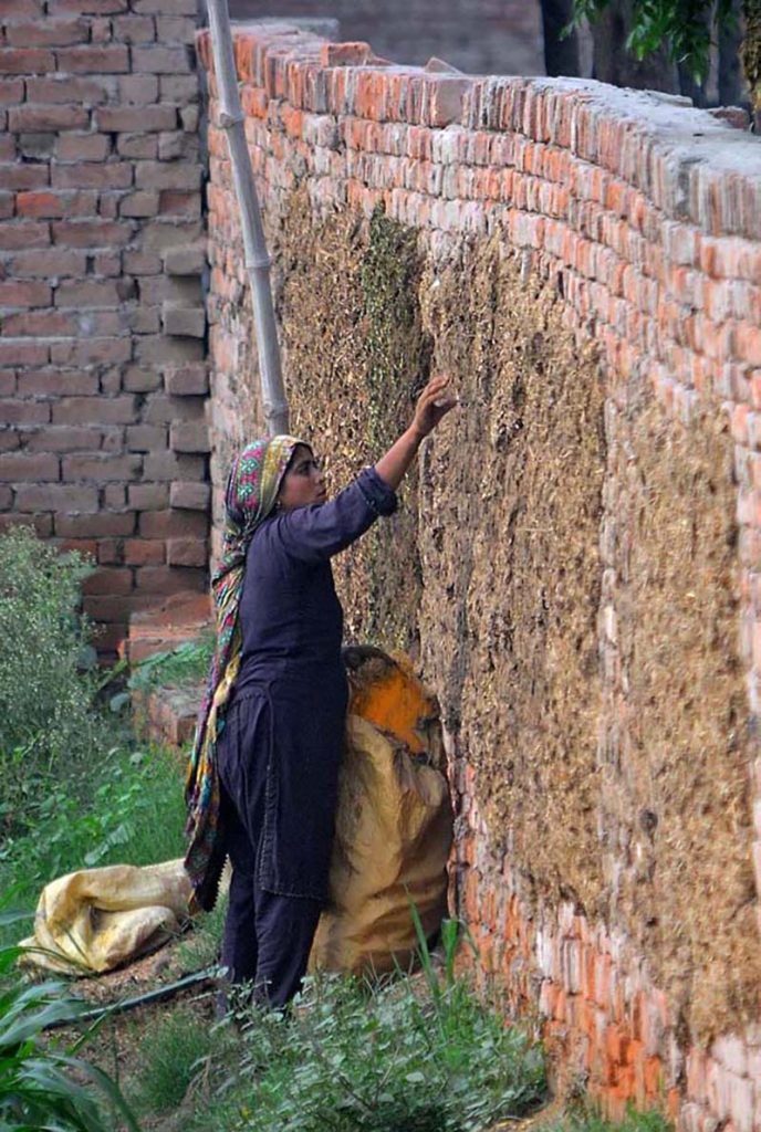 A lady busy in pasting dung cake on the wall, drying to use it as fire fuel in a village