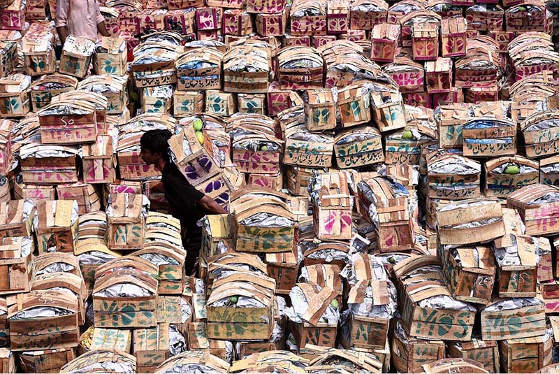 Labourers busy in unloading and arranging the mango (boxes) from vehicles at fruit and vegetable market in the Provincial Capital